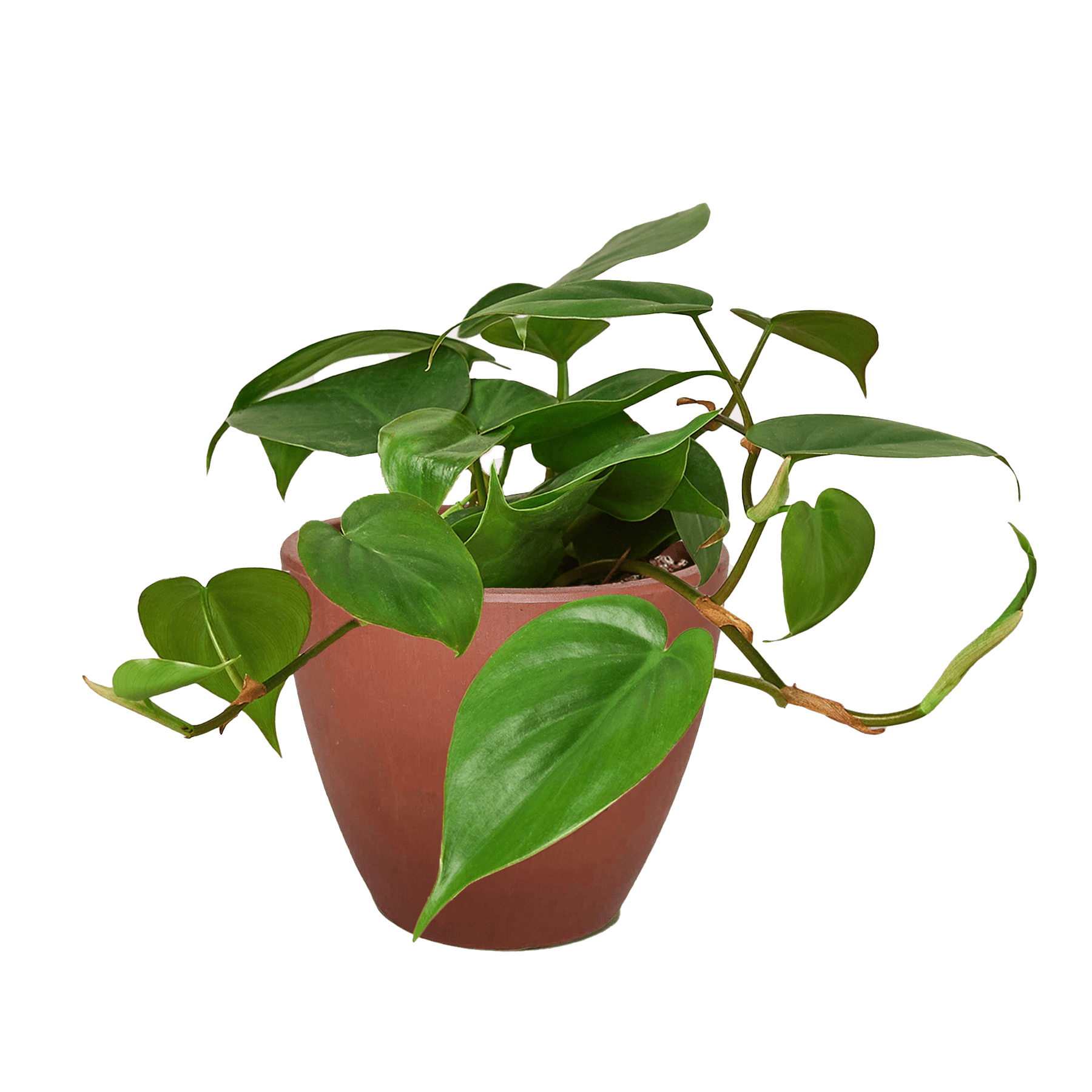 Philodendron Cordatum Heartleaf - Ethereal Company-Indoor Plants
