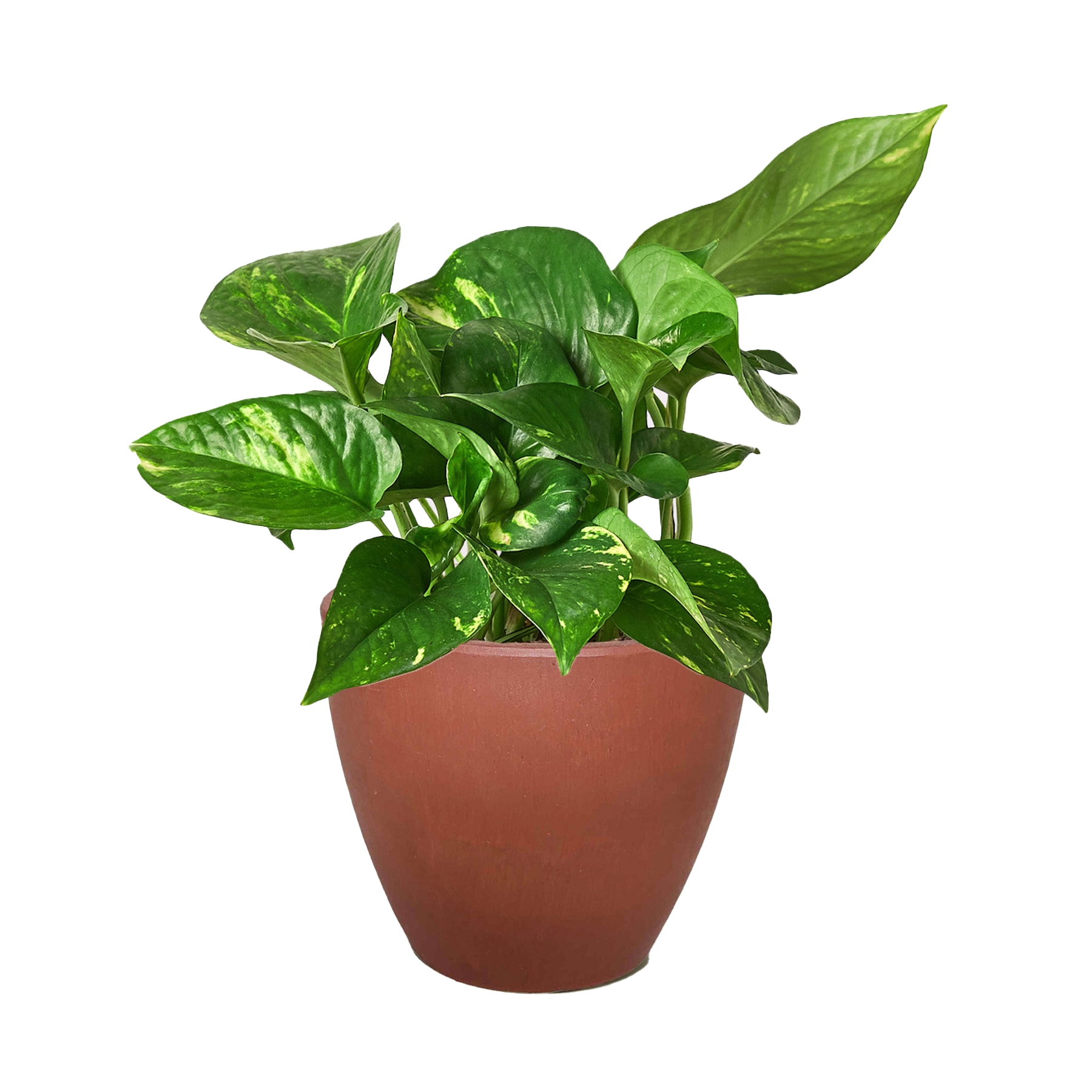 Pothos &