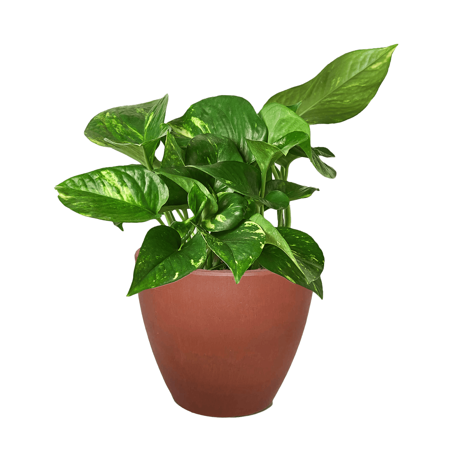 Pothos &