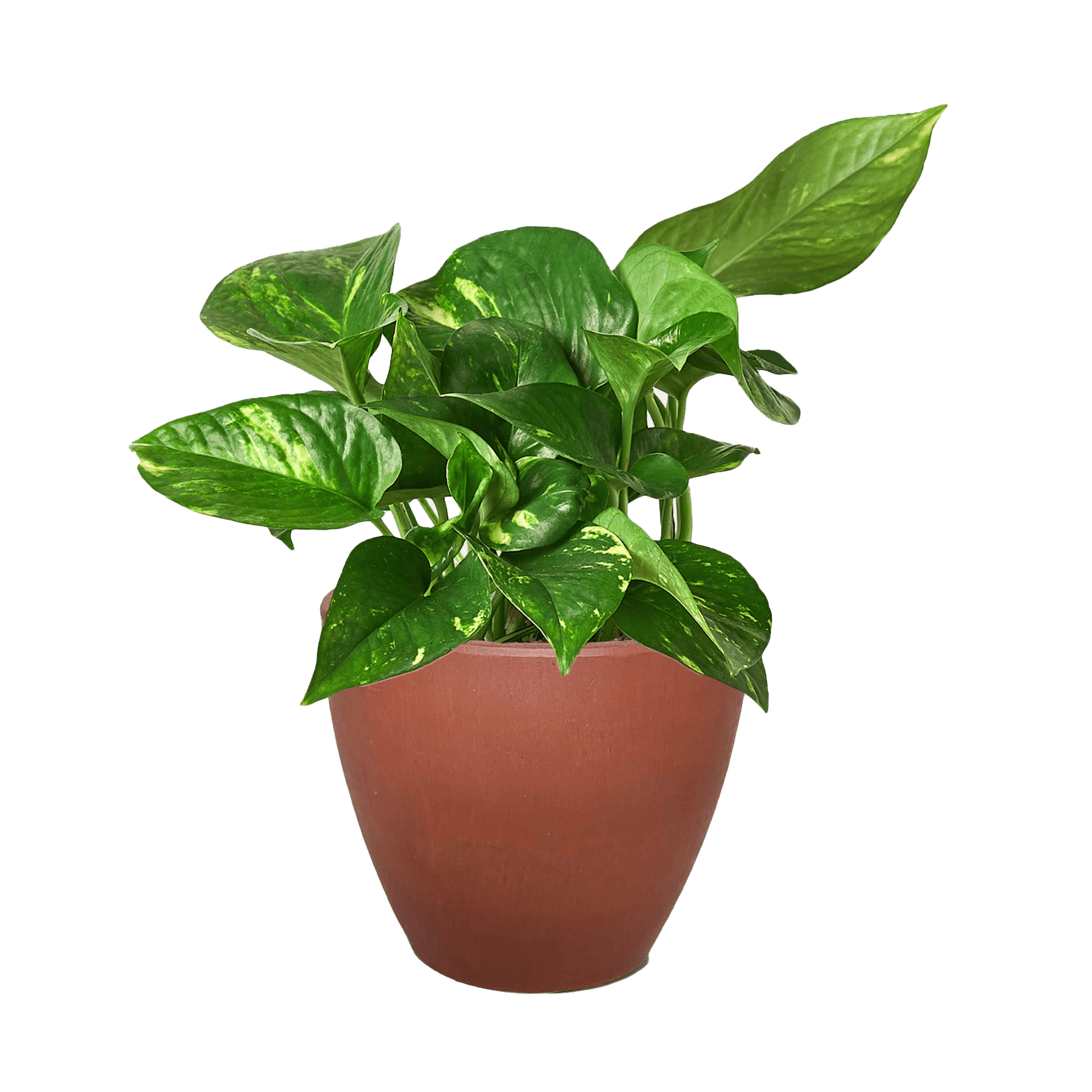 Pothos &
