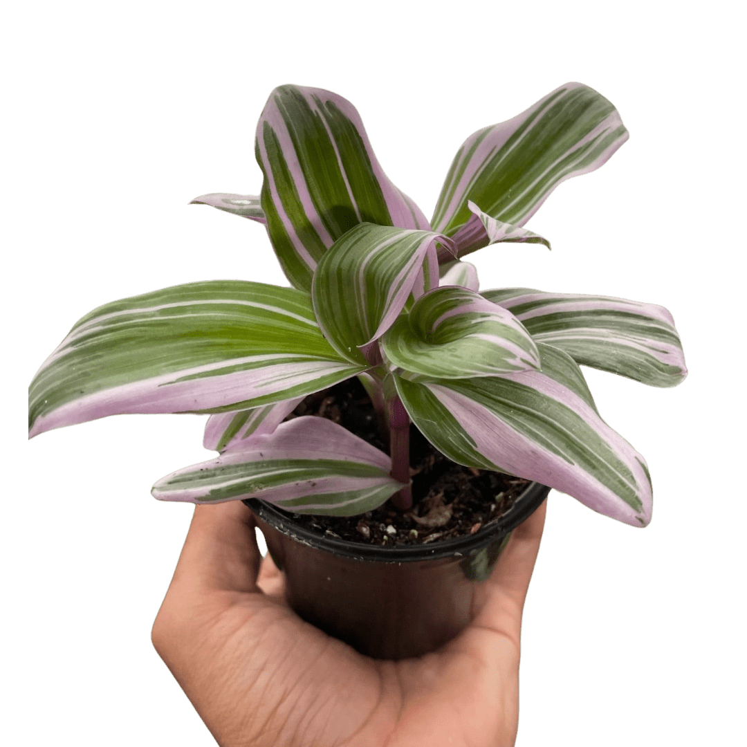 Tradescantia &