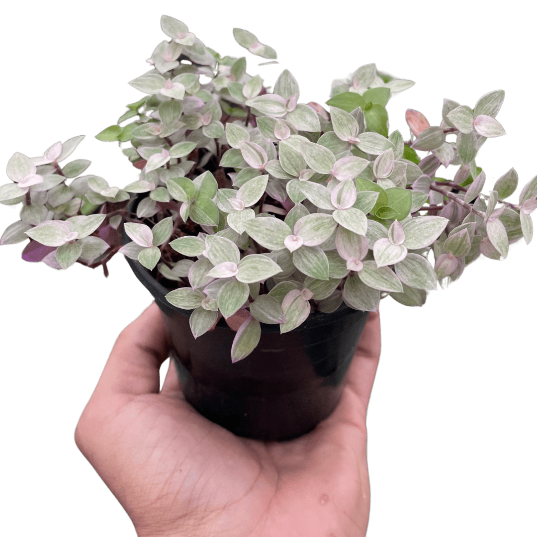 Tradescantia Callisia &