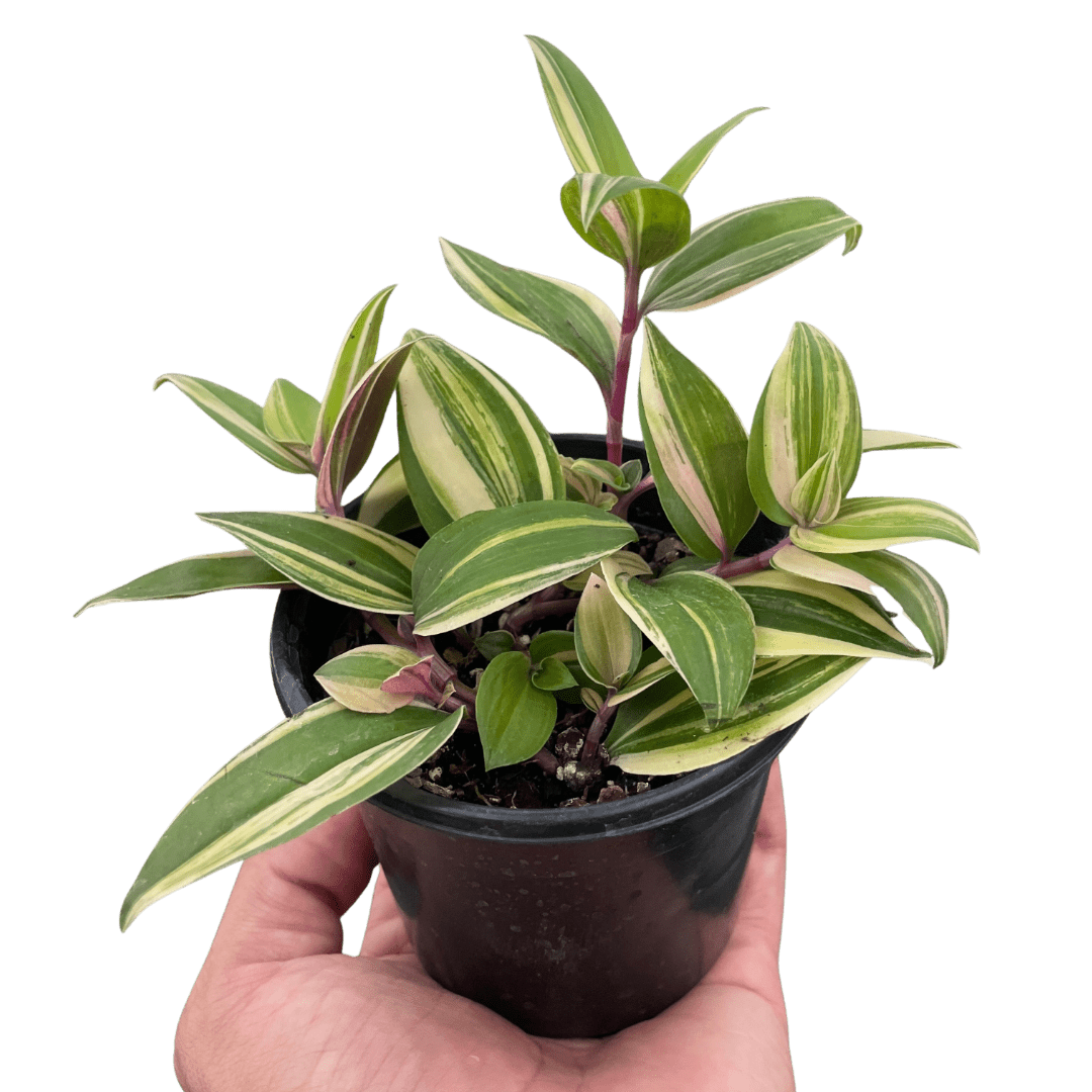 Tradescantia &