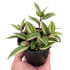 Tradescantia &