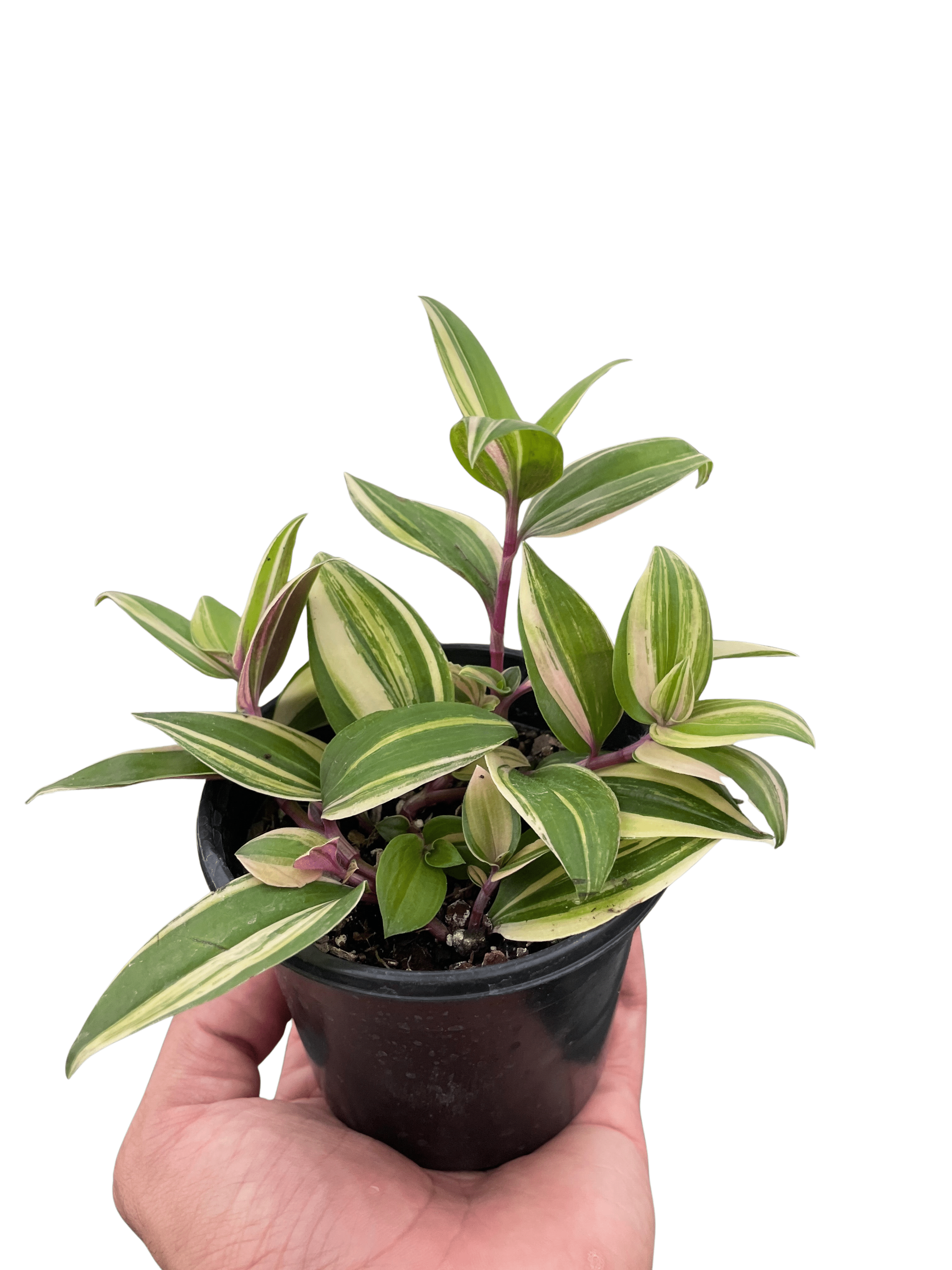 Tradescantia &