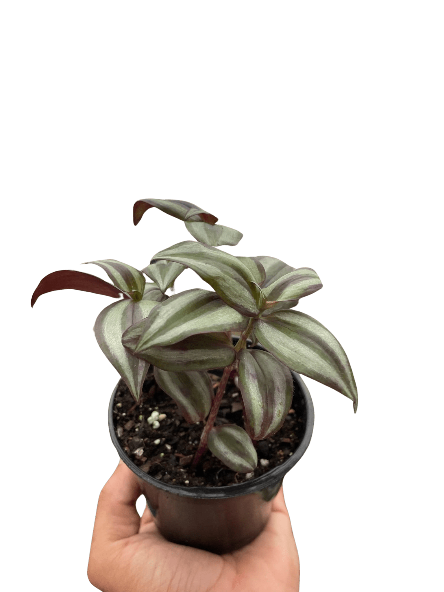 Tradescantia Zebrina &