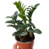 Zamioculcas zamiifolia &