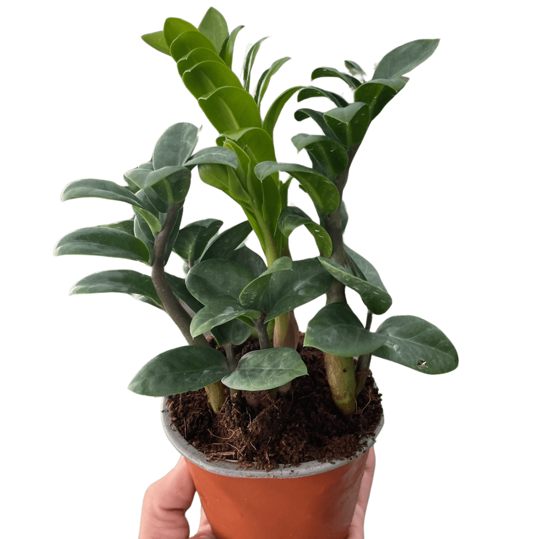 Zamioculcas zamiifolia &