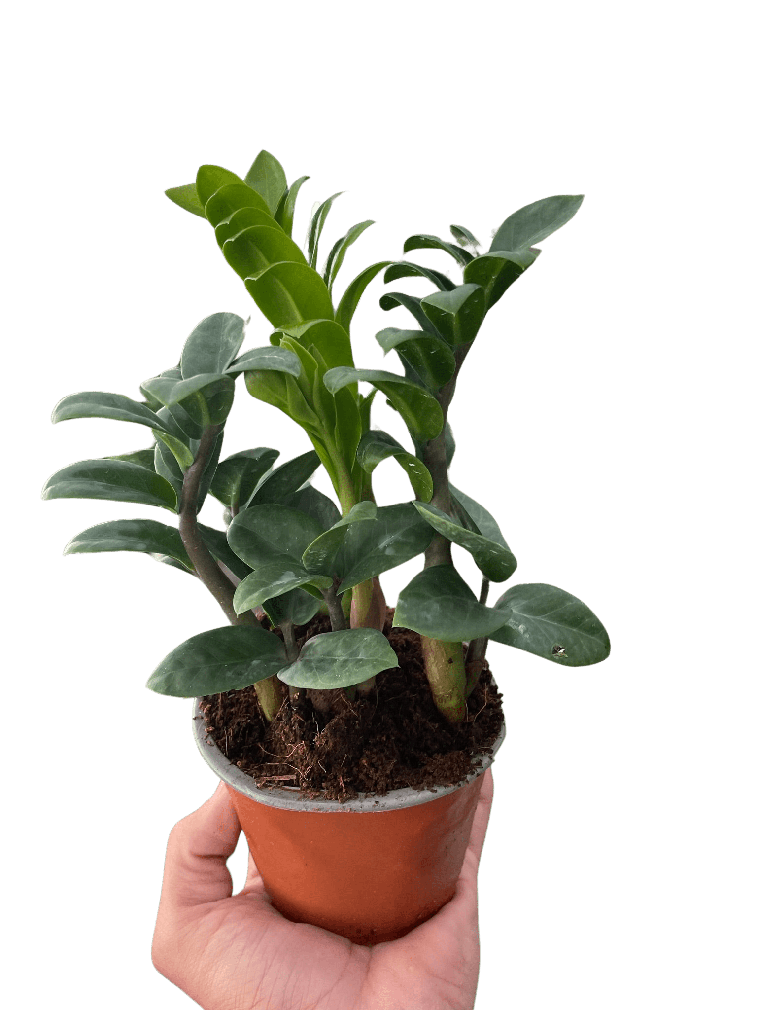 Zamioculcas zamiifolia &