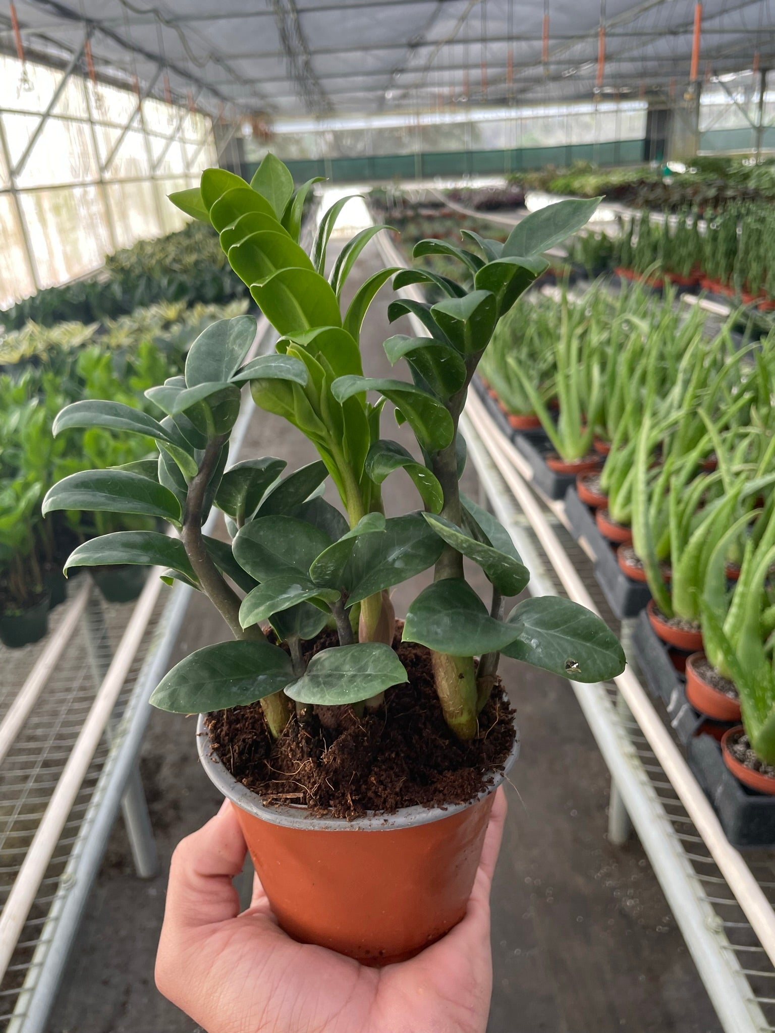 Zamioculcas zamiifolia &