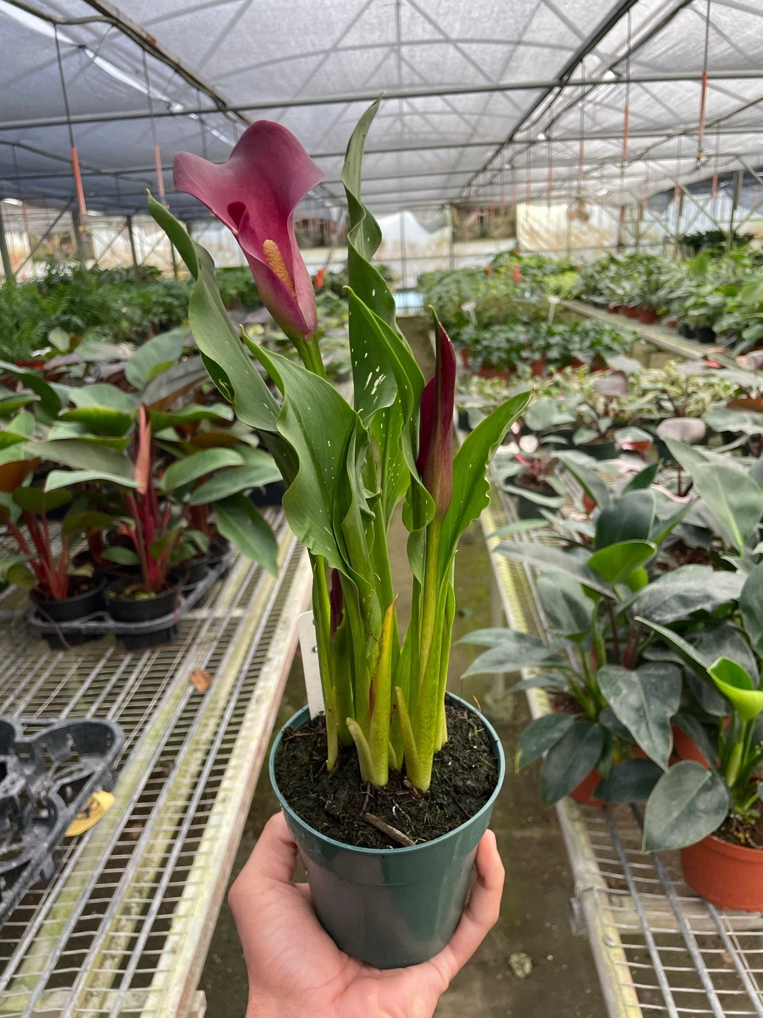 Calla Lily - Ethereal Company-6" Plant (2pk/$4.5) ($15 Ship/63oz)