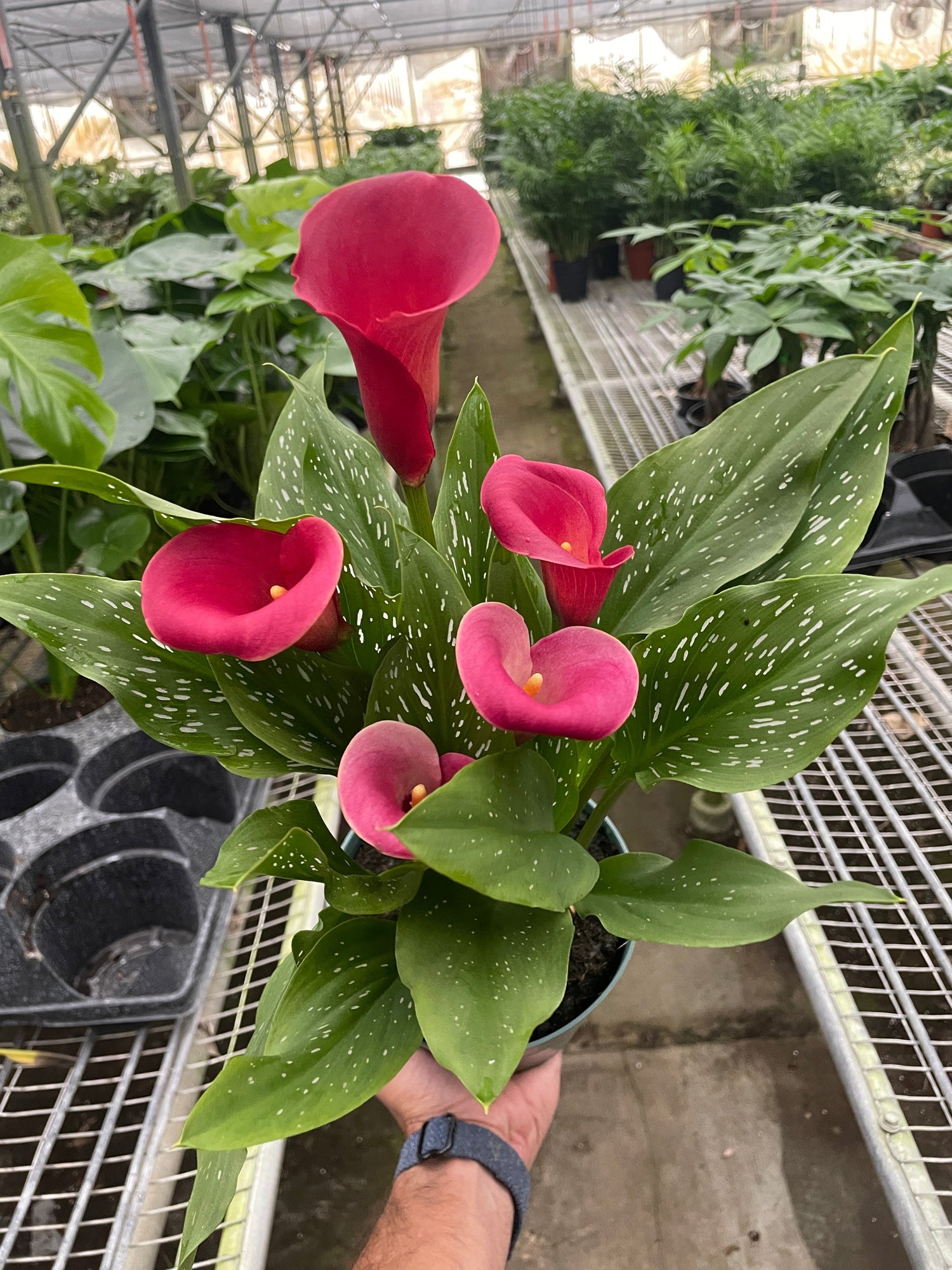 Calla Lily - Ethereal Company-6" Plant (2pk/$4.5) ($15 Ship/63oz)