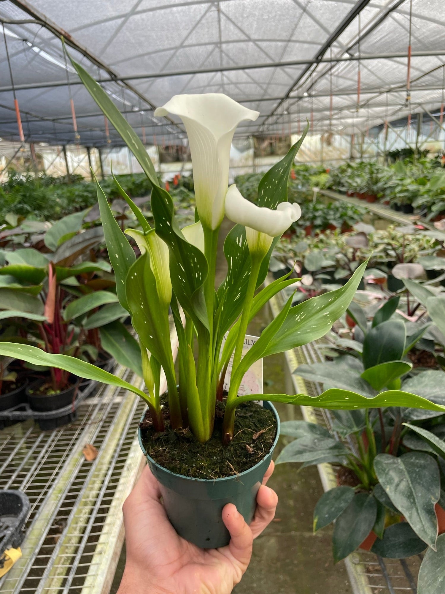 Calla Lily - Ethereal Company-6" Plant (2pk/$4.5) ($15 Ship/63oz)