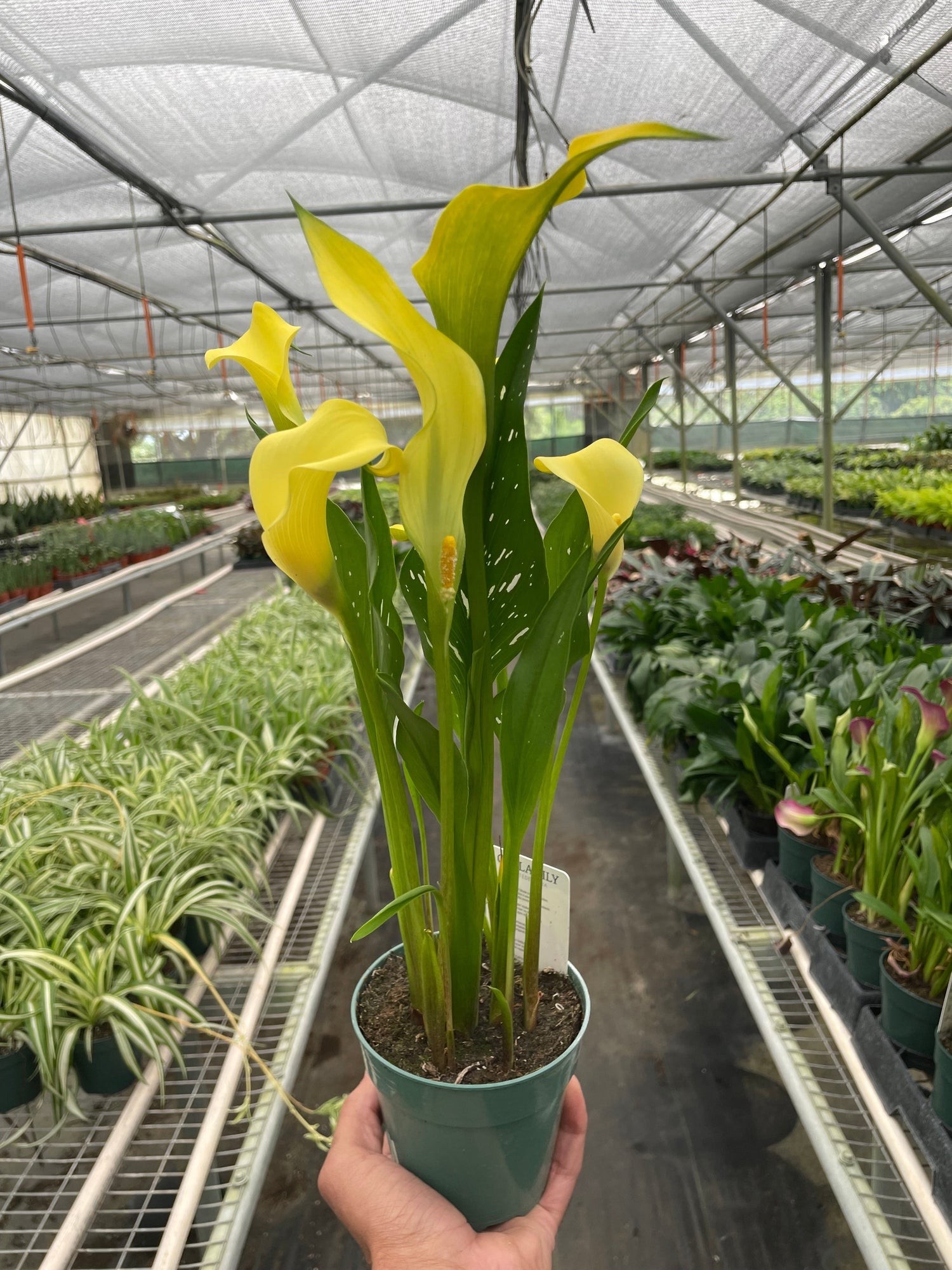 Calla Lily - Ethereal Company-6" Plant (2pk/$4.5) ($15 Ship/63oz)
