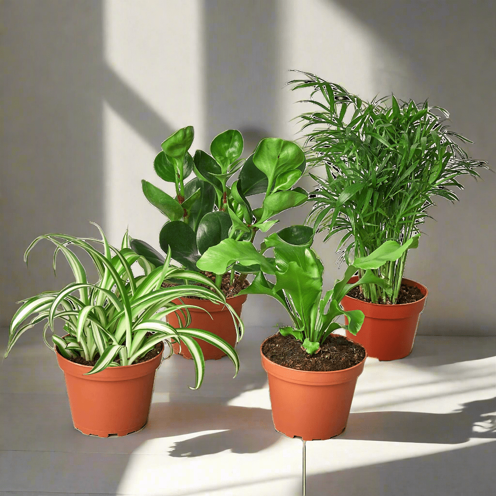 pet friendly plants clean air Pet Safe 6in Bundle Product Details