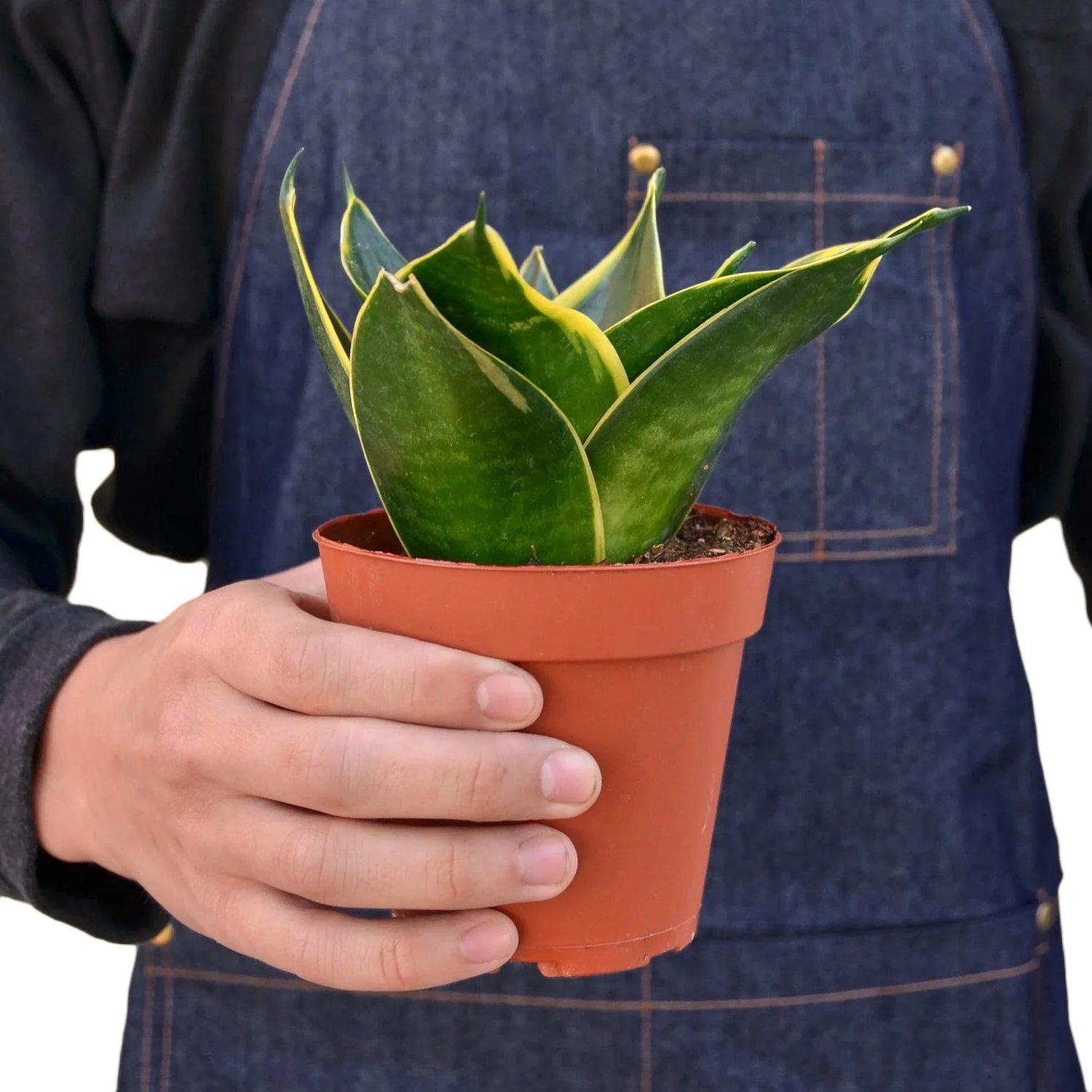 Snake Plant Emerald Star - Ethereal Company-4" Plant