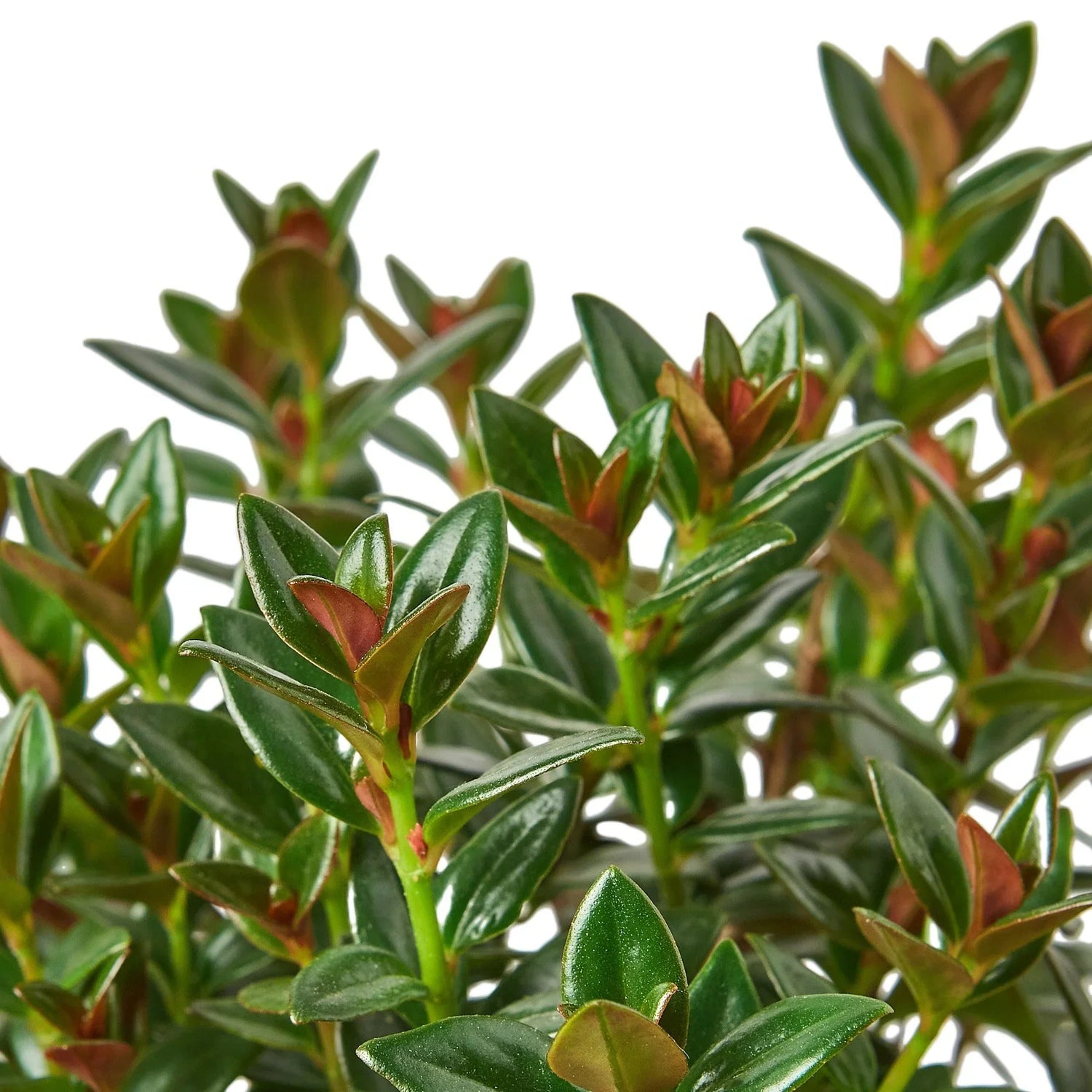 Nematanthus Black Goldfish Plant - Ethereal Company-Default