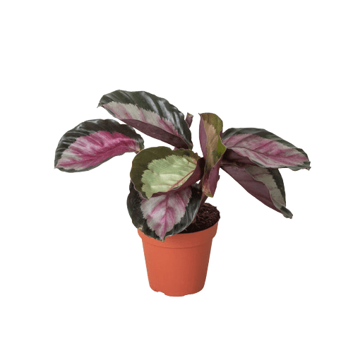 Calathea roseopicta &