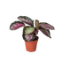 Calathea roseopicta &