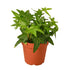 English Ivy Green California - Ethereal Company-Indoor Plants