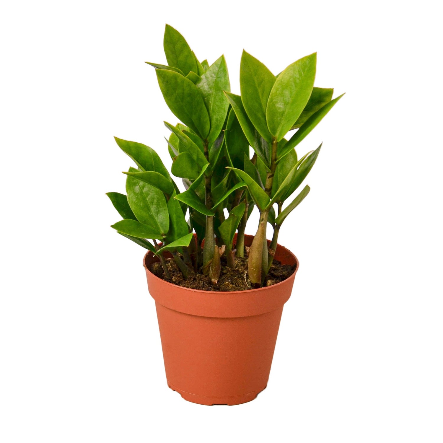 Zamioculcas Zamiifolia ZZ - Ethereal Company-Default