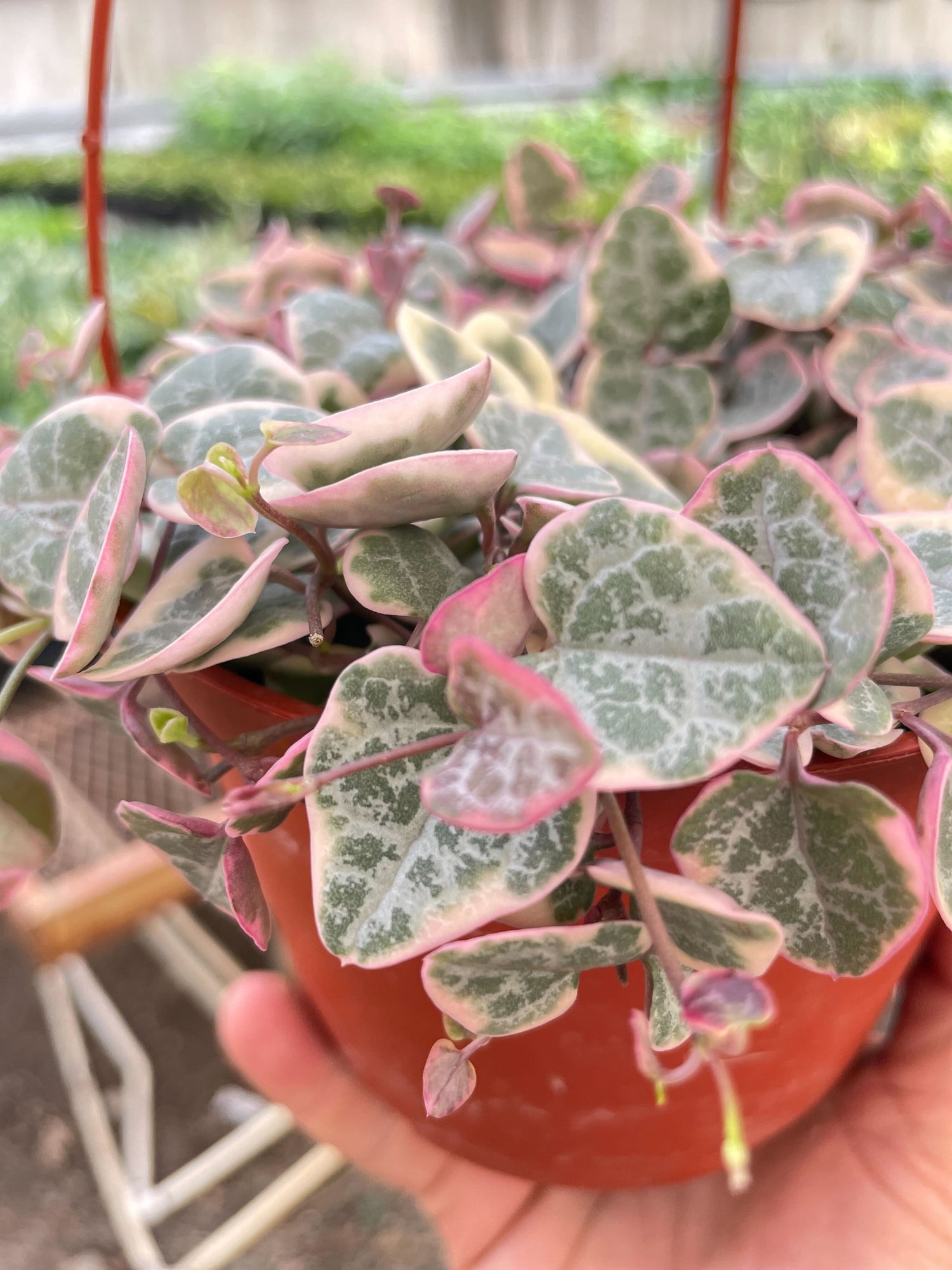 String of Hearts Variegated - Ethereal Company-