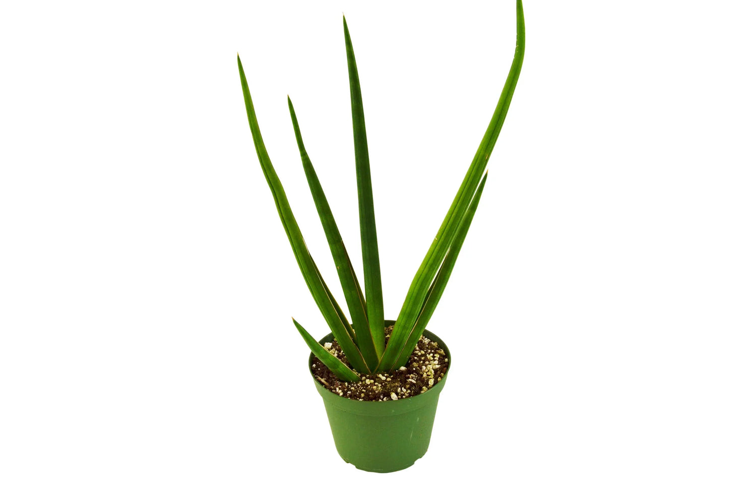 Snake Plant Cylindrica - Ethereal Company-4" Plant
