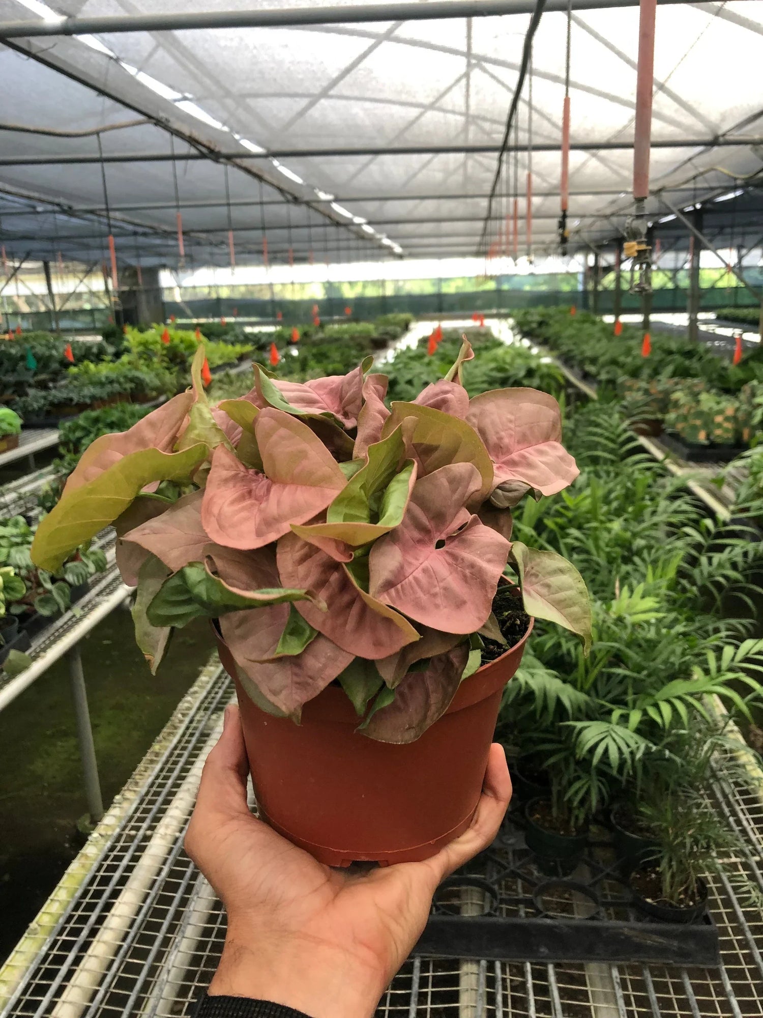 Syngonium Strawberry - Ethereal Company-Indoor Plants