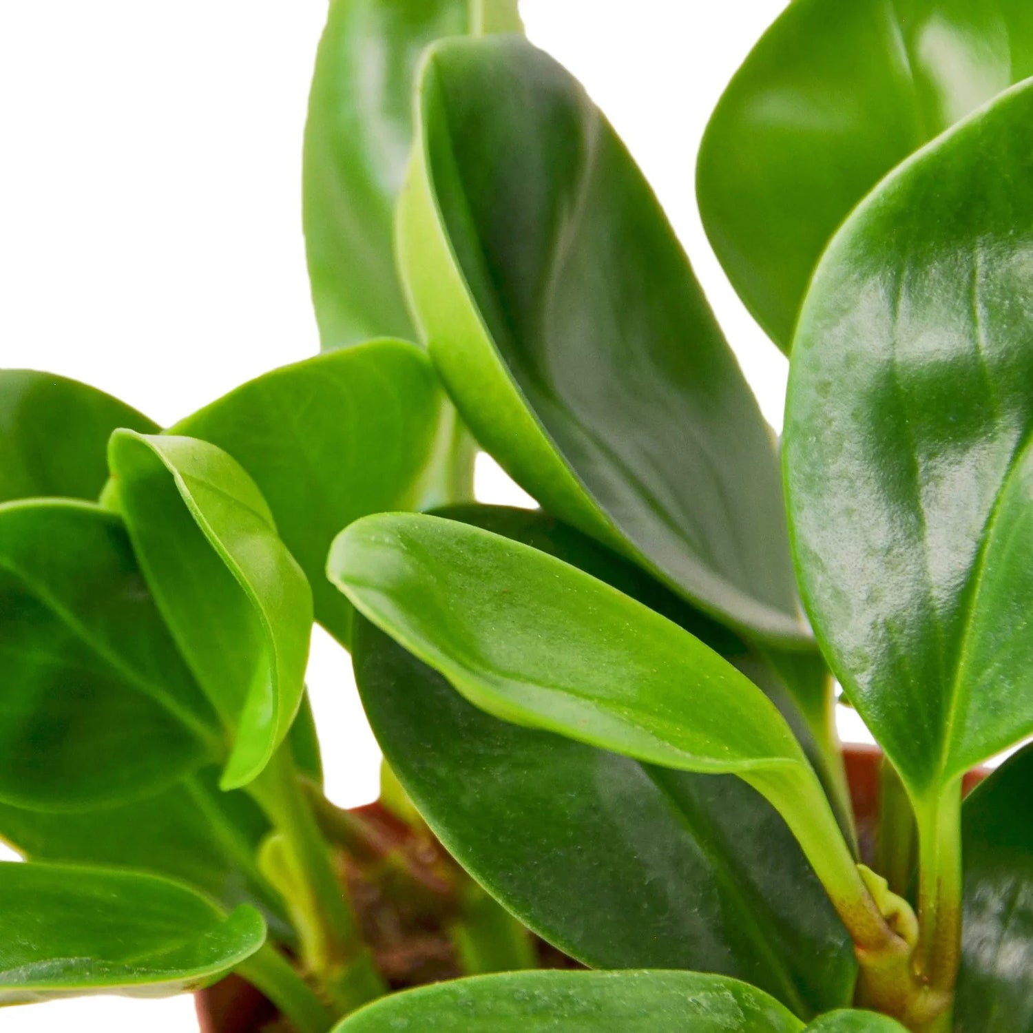 Peperomia Thailand - Ethereal CompanyIndoor Plants