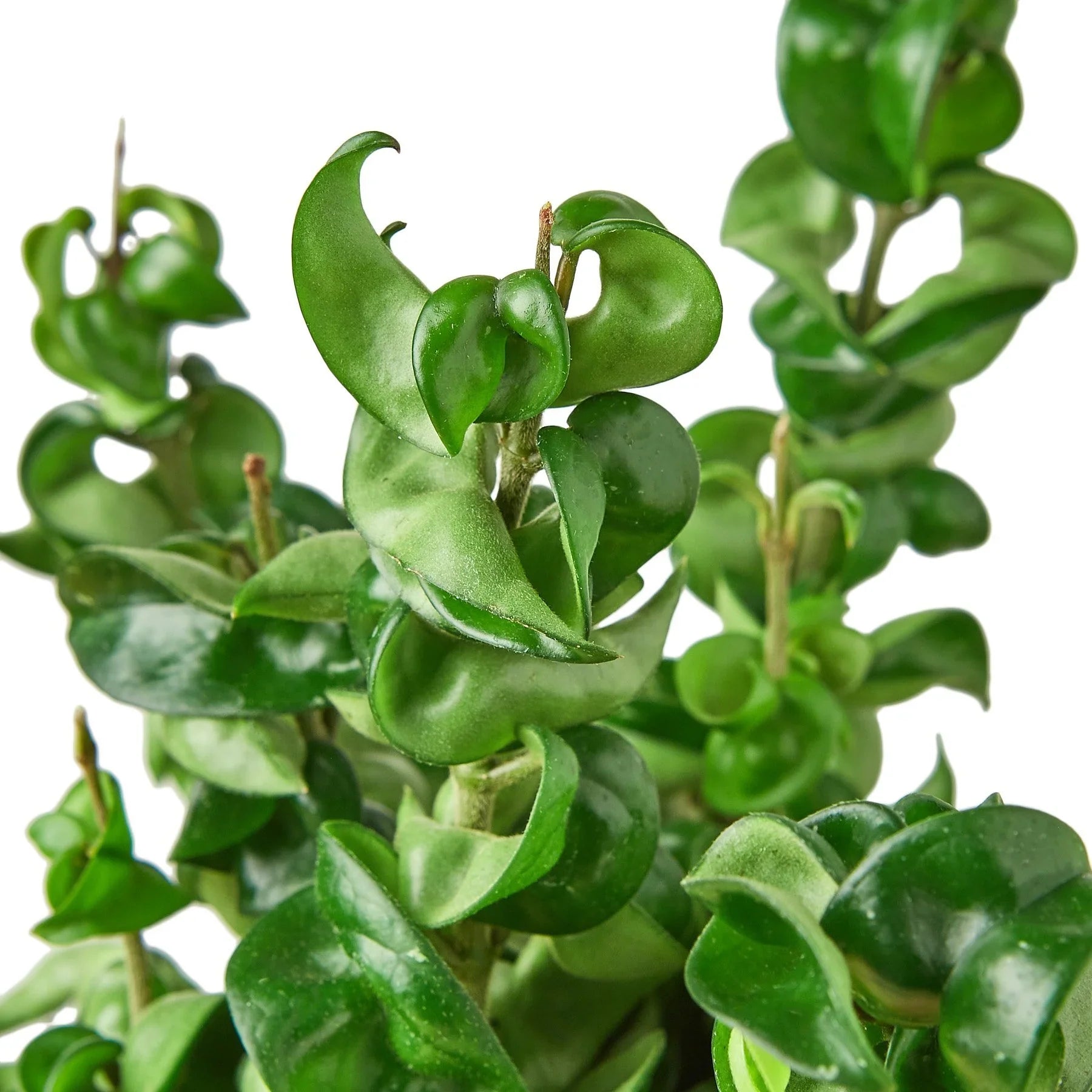 Hoya Rope Plant - Ethereal Company-4" Plant