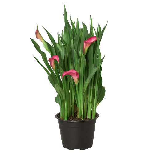 Calla Lily - Ethereal Company-6" Plant (2pk/$4.5) ($15 Ship/63oz)