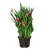 Calla Lily - Ethereal Company-6" Plant (2pk/$4.5) ($15 Ship/63oz)
