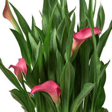 Calla Lily - Ethereal Company-6" Plant (2pk/$4.5) ($15 Ship/63oz)