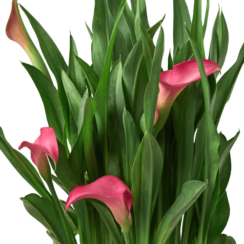 Calla Lily - Ethereal Company-6" Plant (2pk/$4.5) ($15 Ship/63oz)