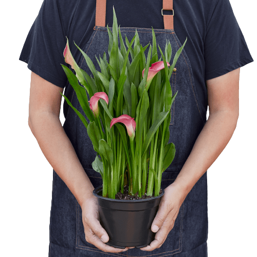 Calla Lily - Ethereal Company-6" Plant (2pk/$4.5) ($15 Ship/63oz)
