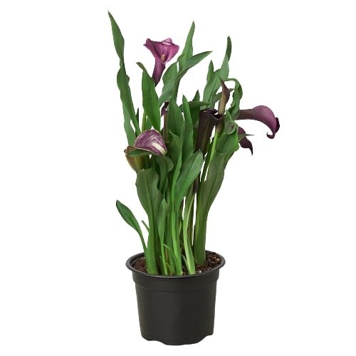 Calla Lily - Ethereal Company-6" Plant (2pk/$4.5) ($15 Ship/63oz)