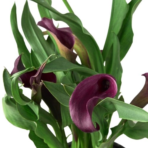 Calla Lily - Ethereal Company-6" Plant (2pk/$4.5) ($15 Ship/63oz)