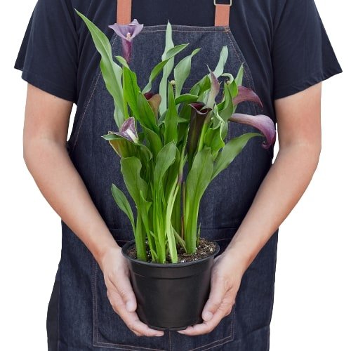 Calla Lily - Ethereal Company-6" Plant (2pk/$4.5) ($15 Ship/63oz)
