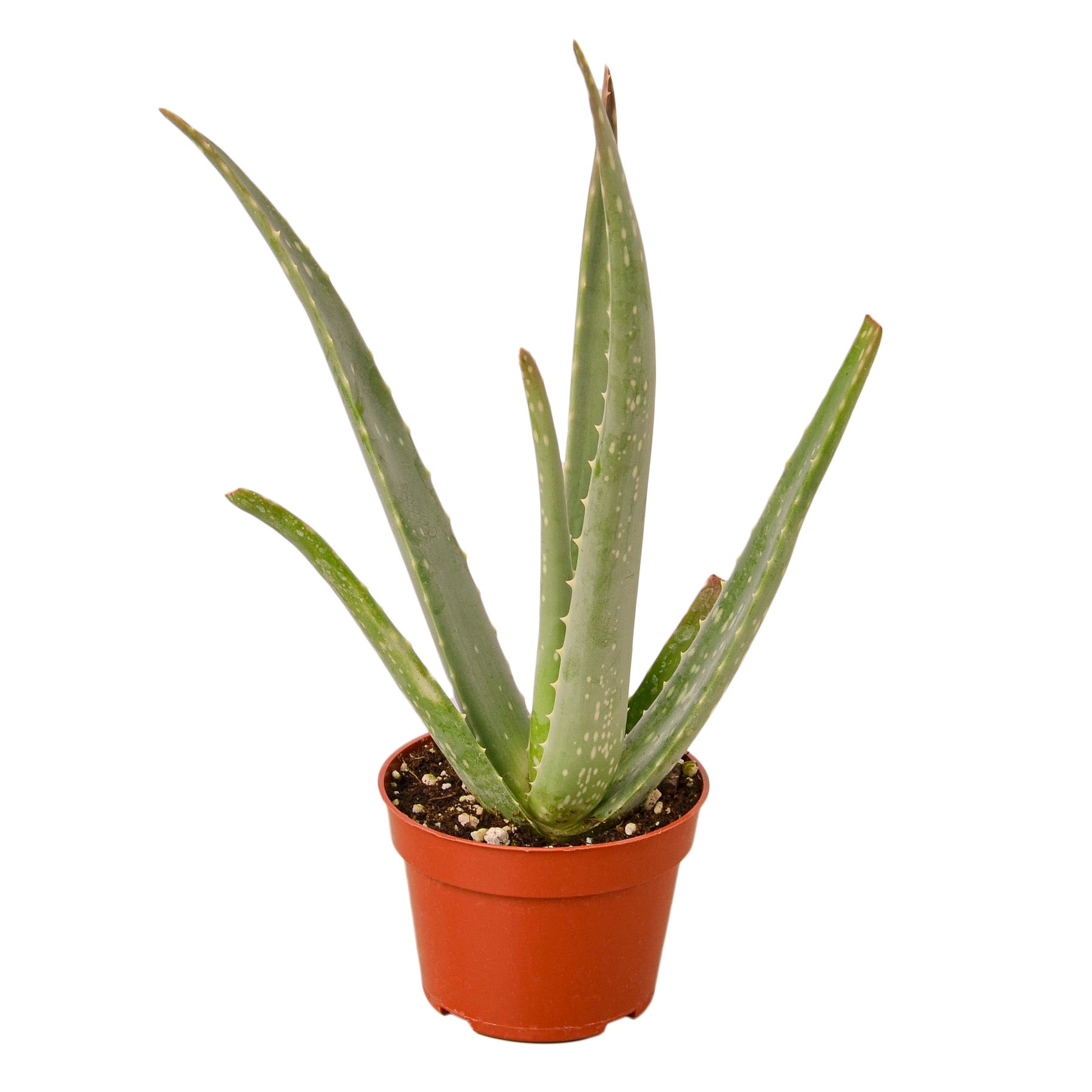 Aloe Vera - Ethereal Company