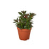 Nematanthus Black Goldfish Plant - Ethereal Company-Default