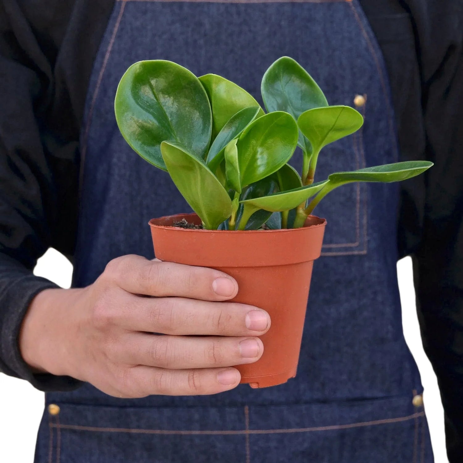 Peperomia Thailand - Ethereal CompanyIndoor Plants