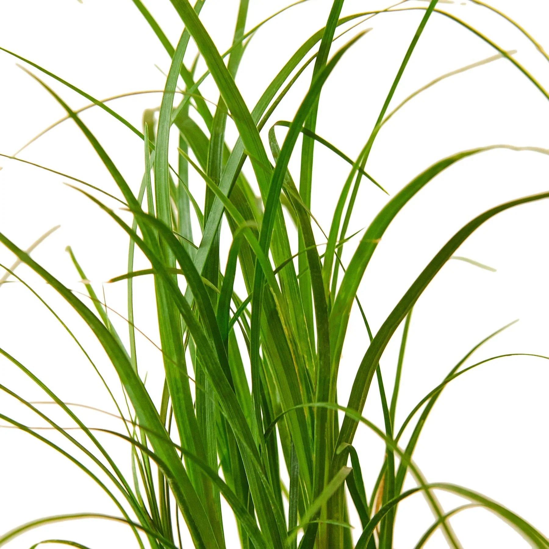 Palm Ponytail - Ethereal Company-Indoor Plants