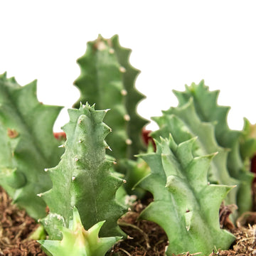 Lifesaver Cactus - Ethereal Company-Succulent