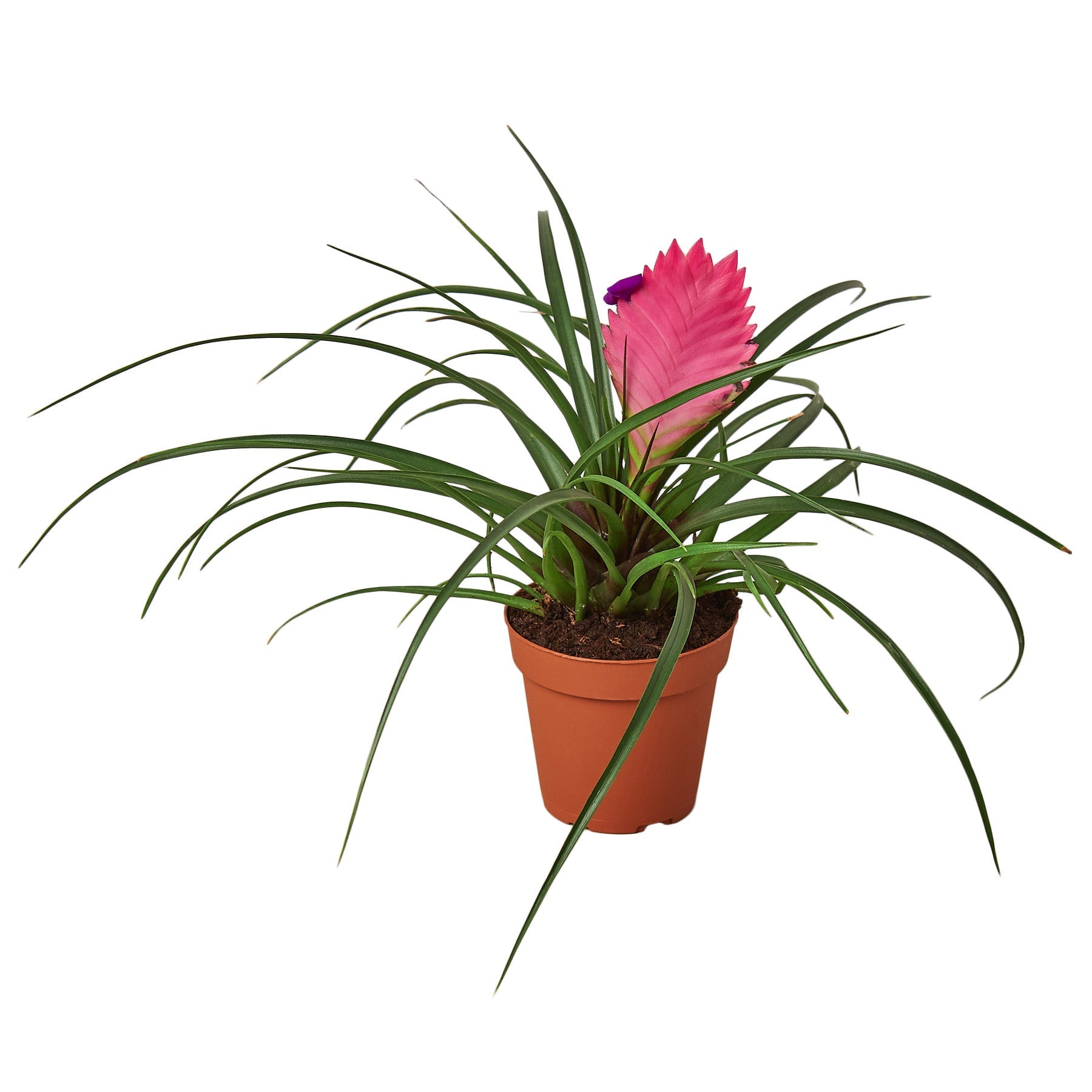 Bromeliad Cyanea &