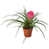 Bromeliad Cyanea &