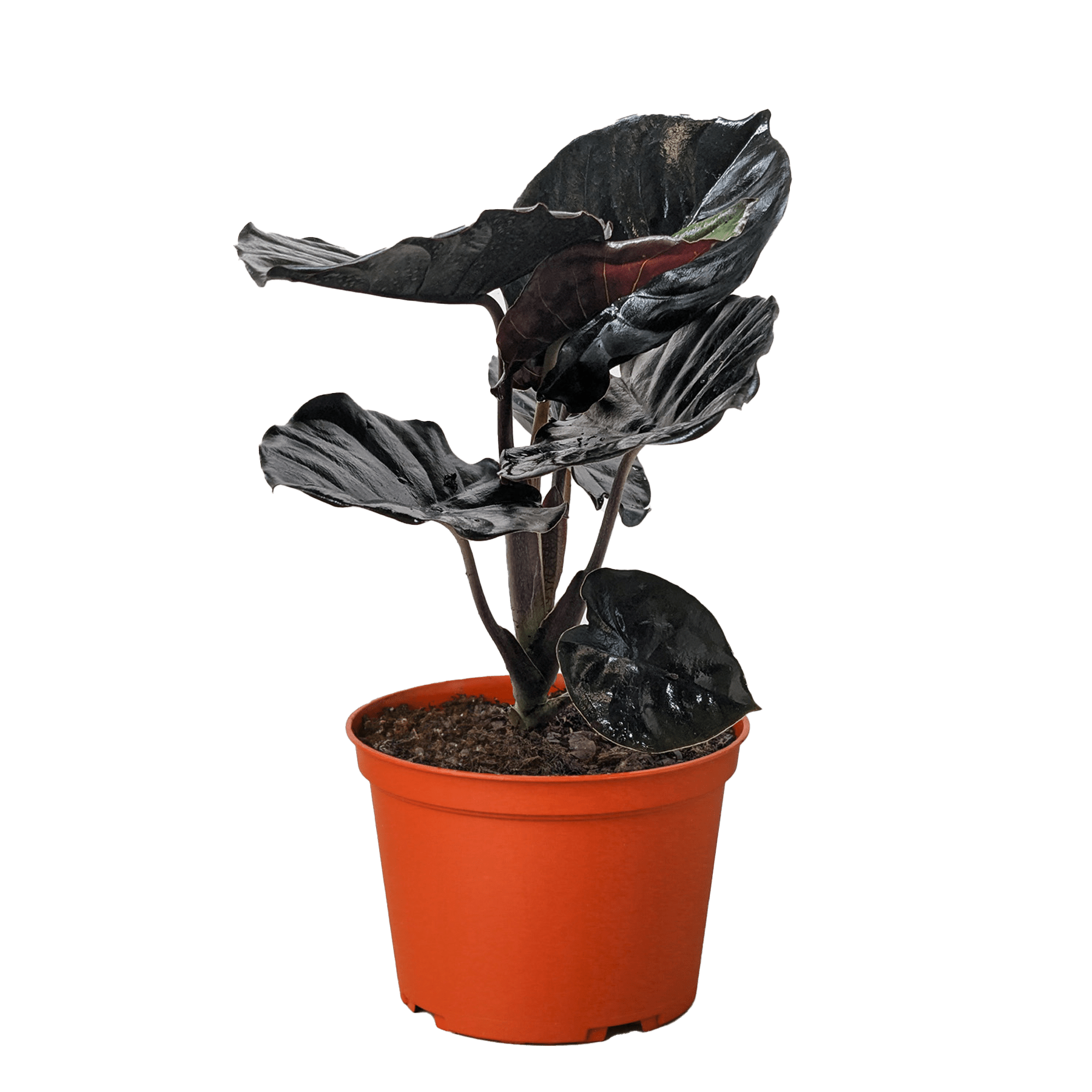 Alocasia &