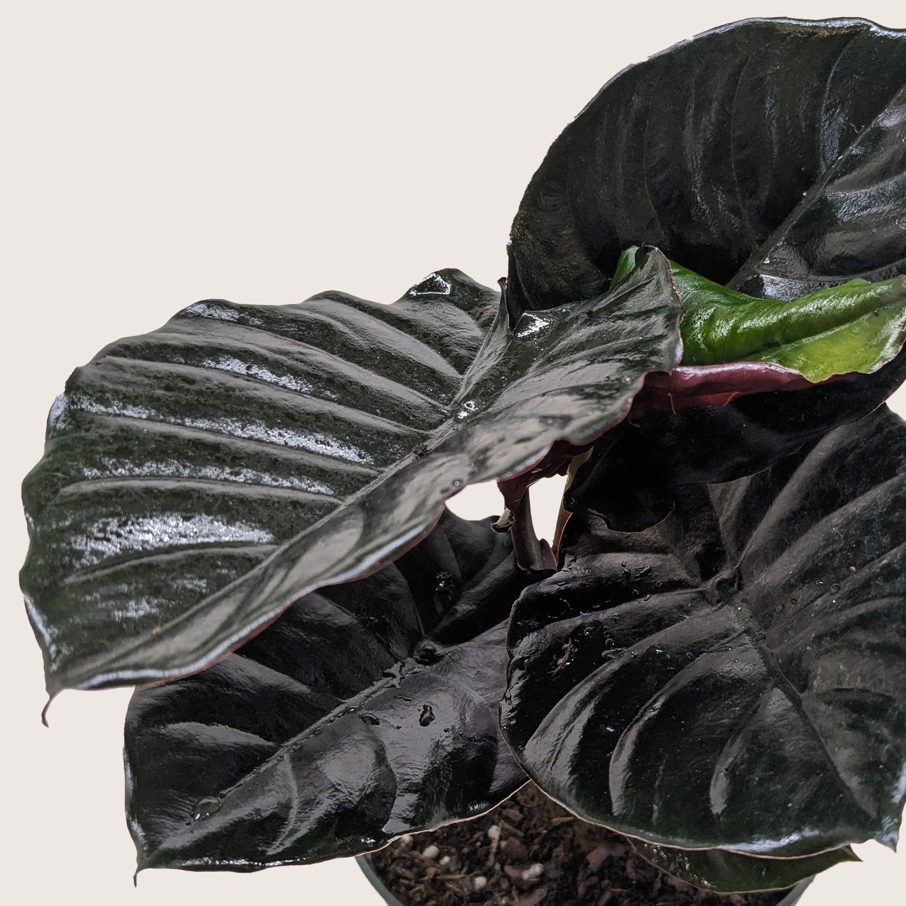 Alocasia &