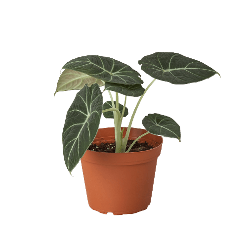 Alocasia Reginula &