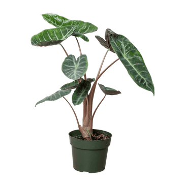 Alocasia Pink Dragon - Ethereal Company