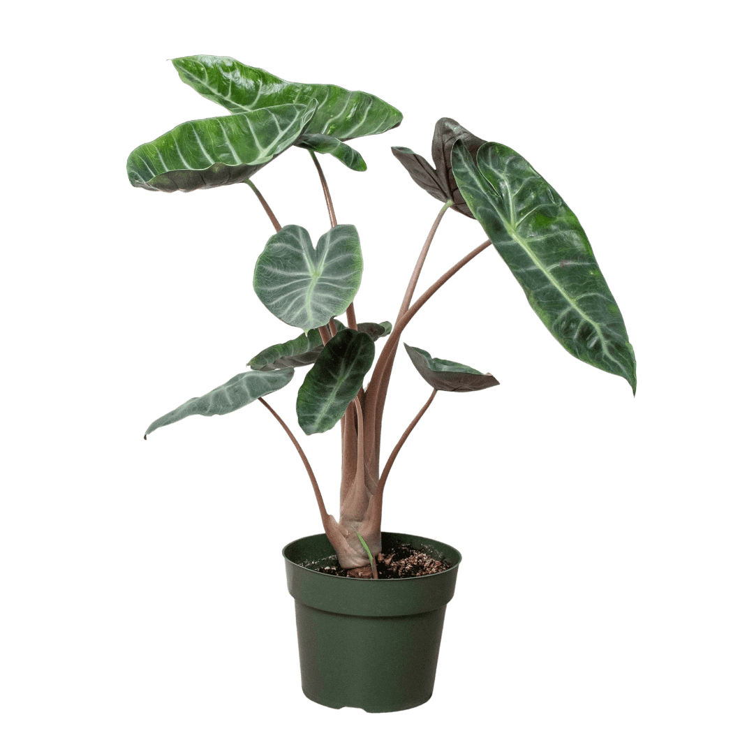 Alocasia Pink Dragon - Ethereal Company